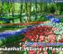 Keukenhof 2026: seven million tulips and other flowers